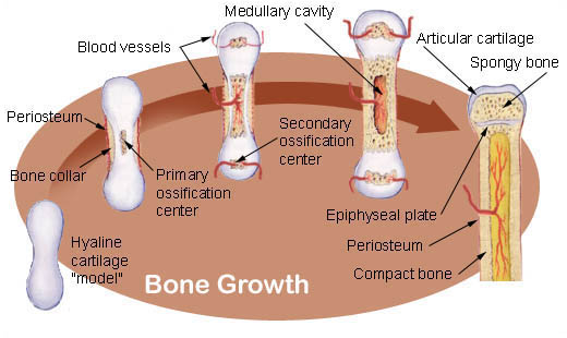How Bone Growth Stimulators Work - Bone Growth Stimulators